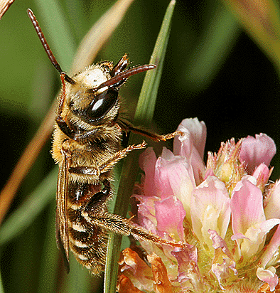 Andrena decipiens m3