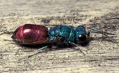 Chrysis ignita