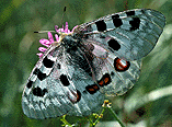 Parnassius apollo leimdorfferi - Papilionidae