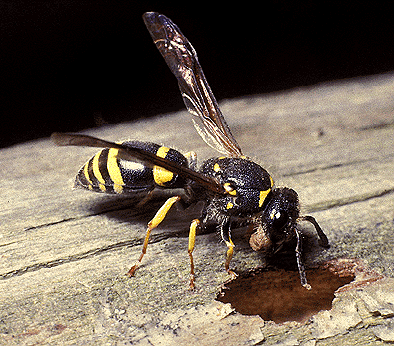 Ancistrocerus