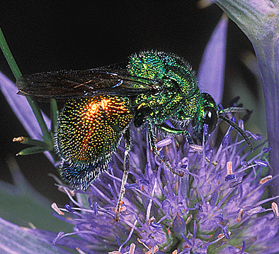 Stilbum cyanurum