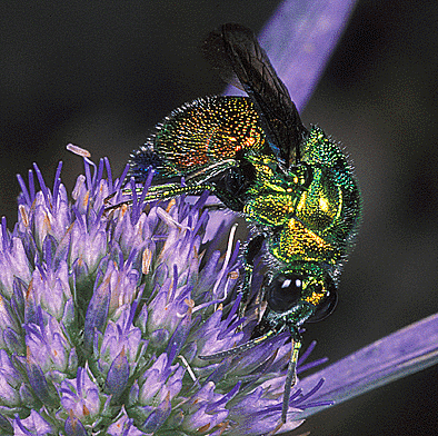 Stilbum cyanurum 2