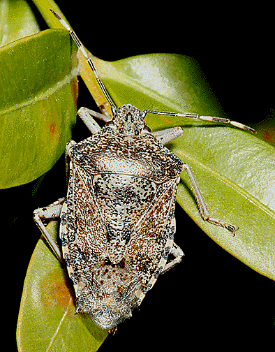 Heteroptera Pentatomoidea